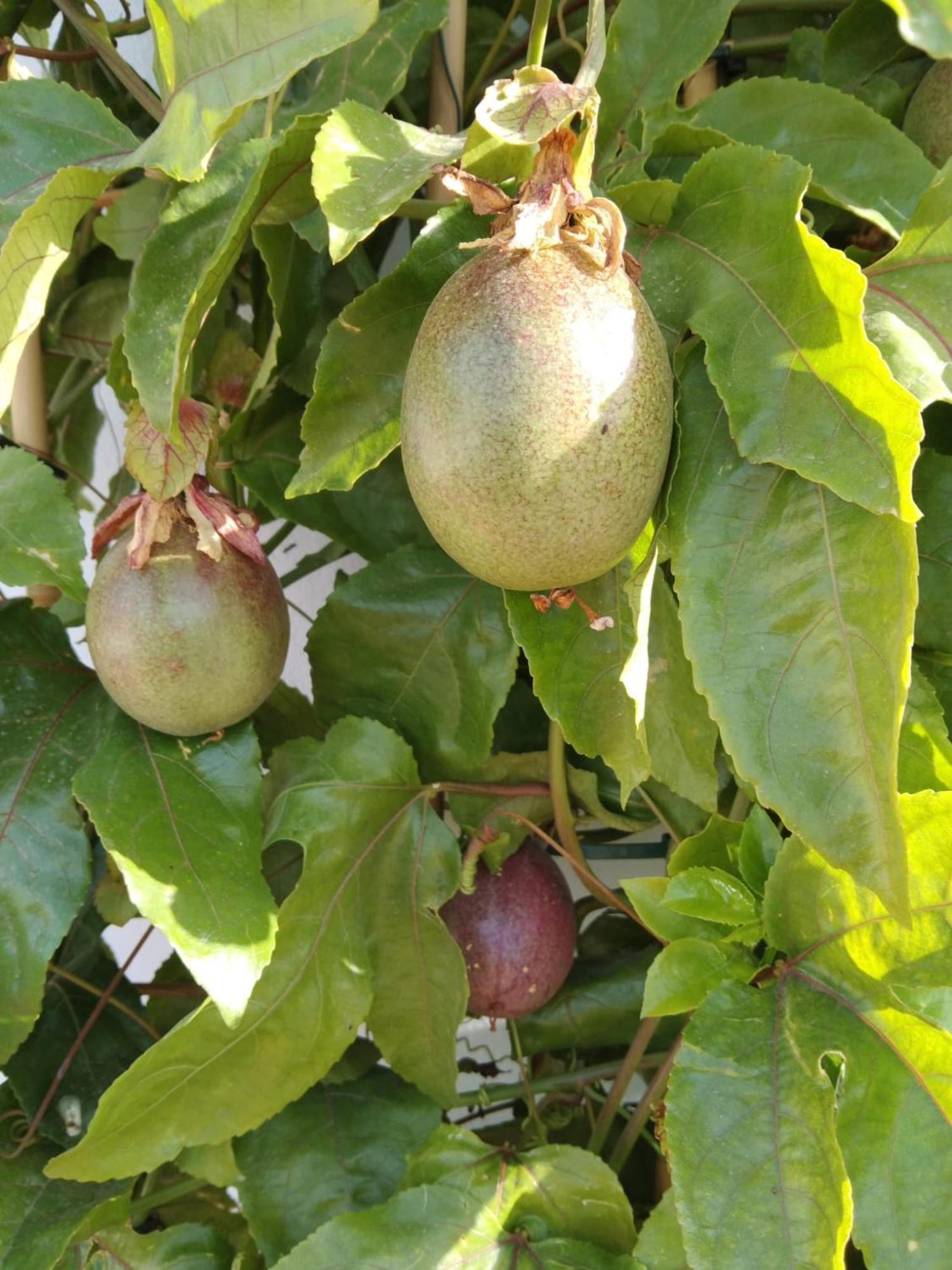 B&B La Granadilla Cónchar Extérieur photo