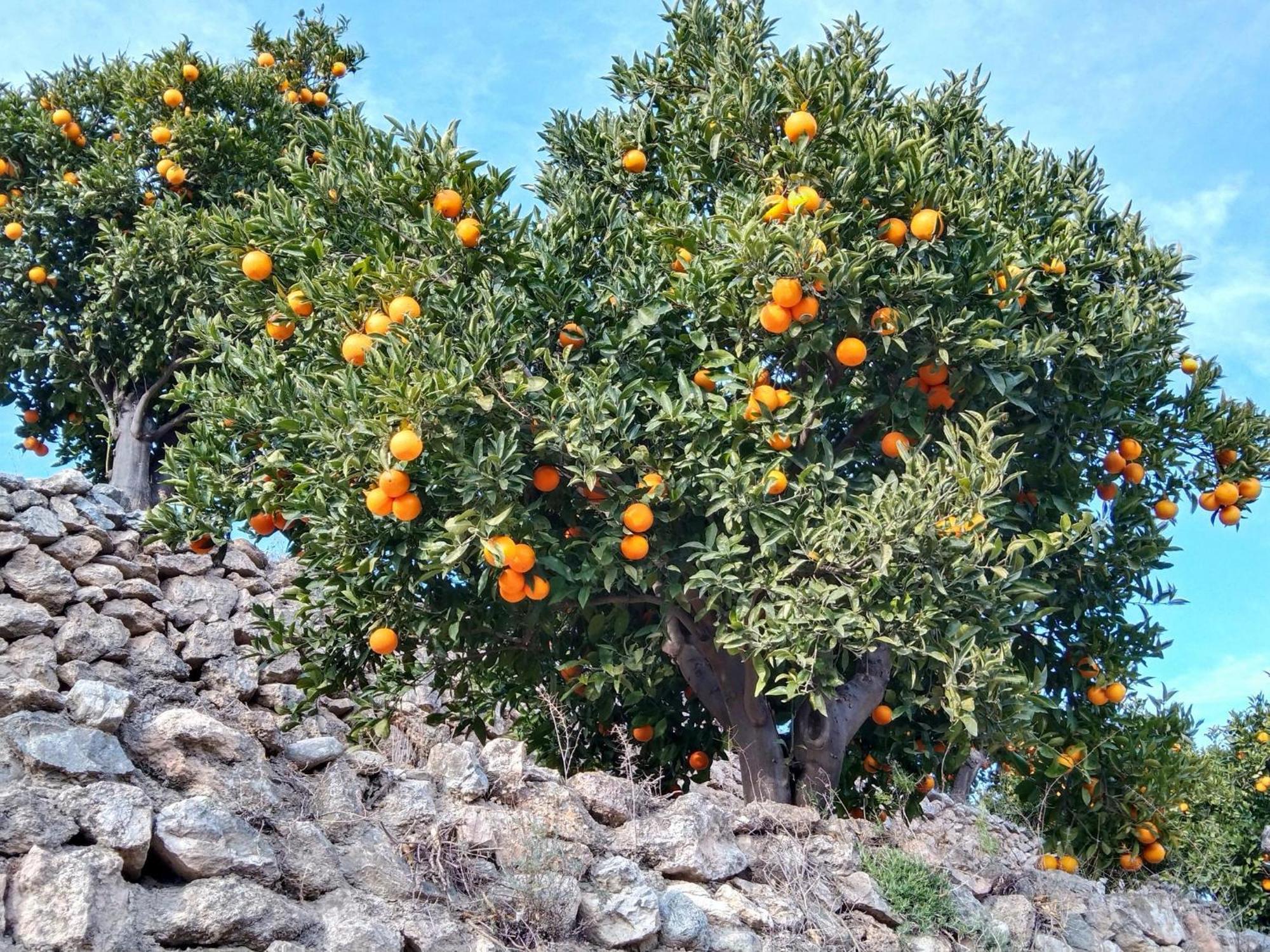 B&B La Granadilla Cónchar Extérieur photo